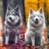 Pomsky Size Range: What To Expect From Your Hybrid Pup