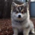 Understanding Pomsky Personality: Traits And Characteristics