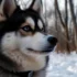 What Is A Pomsky? A Complete Guide To This Adorable Designer Breed