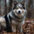 All White Pomskies For Sale: Perfect Pups For A Loving Home