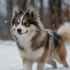 Do Pomskies Shed A Lot? Understanding Pomsky Mixes For Shedding And Allergies