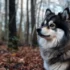 What Is The Average Size Of A Pomsky?