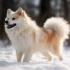 Pomskies For Sale In PA: Where To Find Your Furry Friend