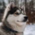Everything You Need To Know About Pomskies: Price, Size, Personality Traits And More