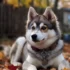 Apex Pomskies Tennessee: The Top Place to Find Your New Pomsky Puppy
