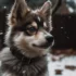 Showcasing Adorable Pomsky Puppies: A Picture Gallery