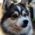 Arlo the Pomsky: A Comprehensive Guide to Understanding Pomsky Mixes
