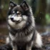 Long Haired Pomskies: Everything You Need to Know About this Fluffy Designer Breed