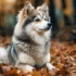 Maritime Pomskies: A Comprehensive Guide to This Adorable Hybrid Breed