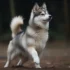Mile Hi Pomskies: Your Ultimate Guide to Raising Healthy and Happy Pomskies