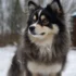 Mississippi Pomskies: Finding the Perfect Pomsky Companion