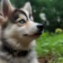 Tips for Caring for Your Old Pomsky
