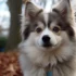 Discover the Adorable Pomsky Dog Breed and Their Personality Traits