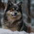 Perros Pomsky en venta: Encuentra tu compañero canino perfecto hoy mismo