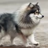 Animal Rescue Canada Pomsky – Tips for Adopting a Pomsky