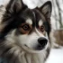 Pomsky Breed Standards: Understanding the Ideal Pomsky Standard