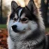 Pomsky Types: Understanding the Different Mixes