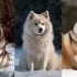 Where to Purchase a Healthy Pomsky: Tips and Tricks