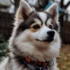 Pomsky Puppies Characteristics: Understanding the Personality Traits and Temperament