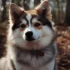 Find Your Perfect Pomsky Puppy in South Carolina