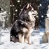 Discover the Cutest Pomsky Puppies in Toronto
