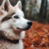 Training a Pomsky: Tips and Tricks for Raising a Well-Behaved Pomsky Puppy