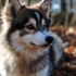 Pomsky Dogs 101: A Comprehensive Guide to Personality, Size, and Appearance