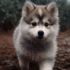 White Pomsky Price: How Much Does a White Pomsky Puppy Cost?