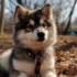 Why Are Pomskies So Expensive? Understanding the Costs of Breeding and Raising Pomskies