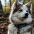 Adorable Pomsky Puppies on Youtube: A Guide to Understanding This Adorable Breed