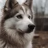 Lone Star Pomskies: The Ultimate Guide to Raising Healthy and Happy Pomskies