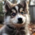 SD Pomskies: Adorable and Lovable Pomsky Puppies for Sale