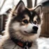 Pomsky: Conoce la Raza de Perro Mixta Más Buscada