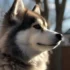 ¿Quieres comprar un perro Pomsky? Aquí te contamos todo sobre esta raza única