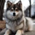 Pomsky Beagle Mix: A Guide to Understanding this Adorable Hybrid