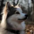 Pomsky Breeders in India: Where to Find the Perfect Pomsky Puppy?