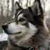 Pomsky Mug: The Perfect Gift for Pomsky Lovers