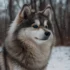 Pomskies for Sale in New York: Finding the Right Breeder