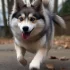 Pomsky Norge: All You Need to Know About Pomskies in Norway
