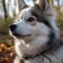 Pomsky Puppies for Sale in Oklahoma: Where to Find Them