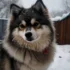 Pomsky Puppies for Sale in Oklahoma: Where to Find Them