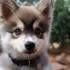 Pomsky USA: The Ultimate Guide to Pomsky Breeders, Adoption, and Community