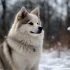 Pomsky Weight and Size: What to Expect from Your Hybrid Companion