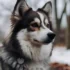 Pomsky Venta Mexico: Find Your Perfect Pomsky Companion