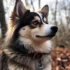 Pomsky Puppies NC: Finding the Right Breeder for Your New Pomsky Puppy