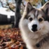 Pomsky Mexico Venta – Find Your Perfect Companion in Mexico
