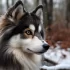 Adorable Pomsky Puppies for Sale in Tulsa – Find Your Furry Companion Today!