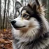 Everything You Need to Know About Pomsky Breeding Standards