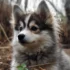 Pomsky Chow: What You Need to Know About Feeding Your Pomsky