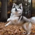 Alaskan Klee Kai vs Pomsky: Which Breed is the Best for You?